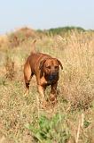 RODESIAN RIDGEBACK 004
